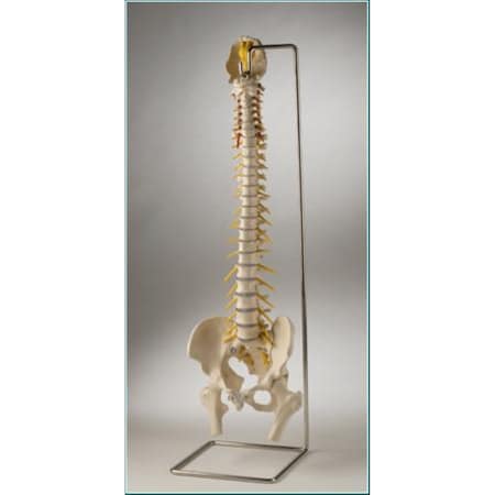 Anatomical Model, Ultraflex Spine W/Movable Femur Heads